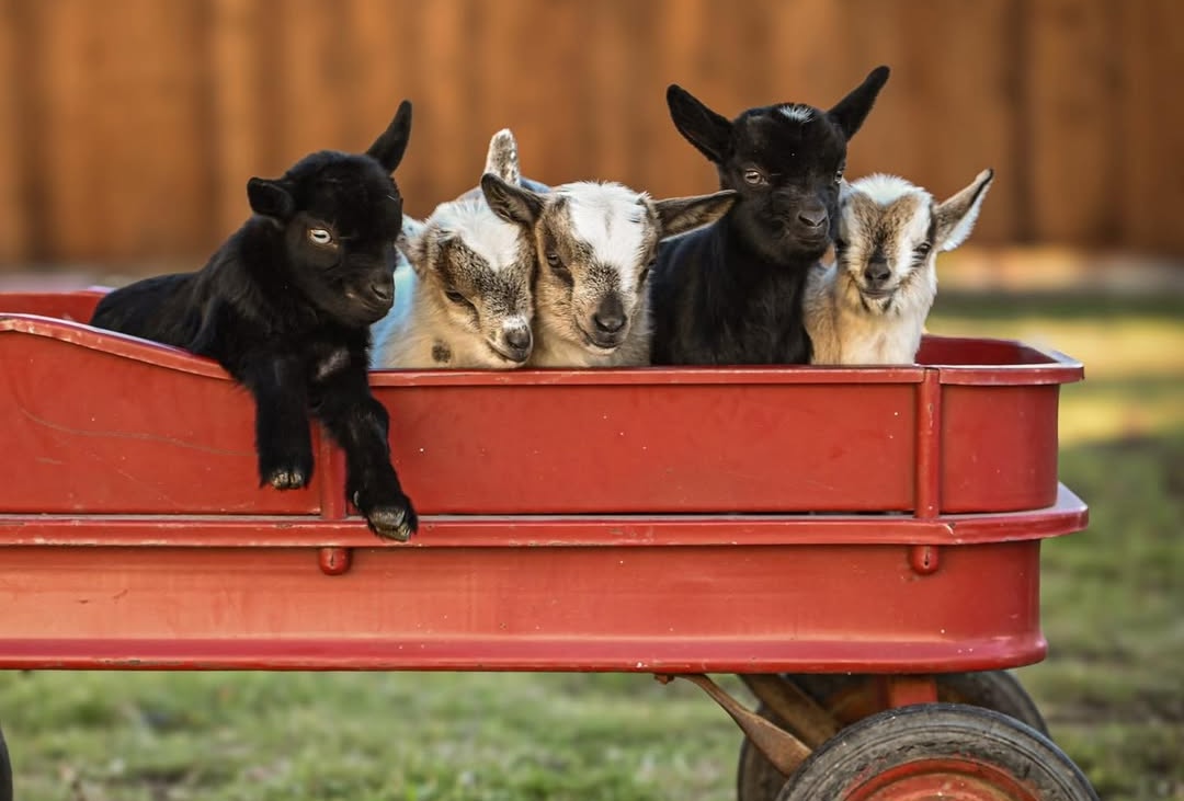 Five baby goats riding in a red wagon at Heritage Urban Farm in Weatherford, Texas