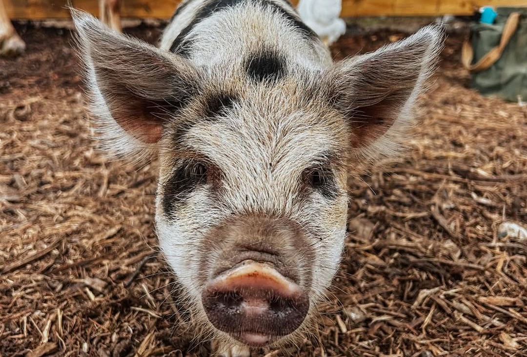 Maple the pig at Heritage Urban Farm in Weatherford, Texas