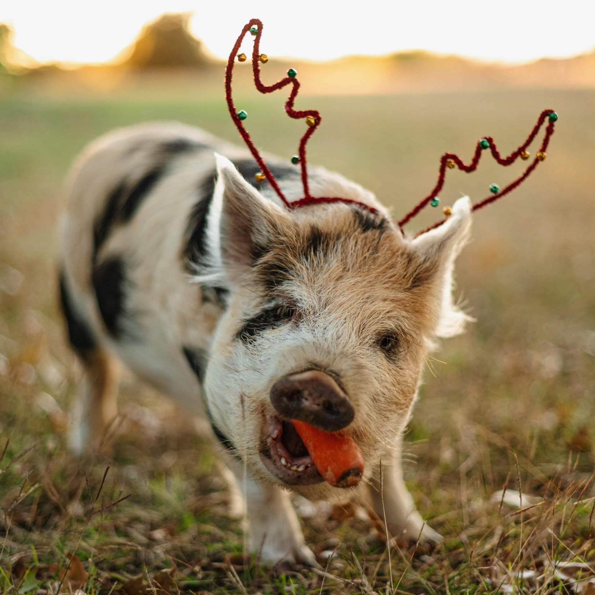 Maple the pig wearing Christmas reindeer antlers at Heritage Urban Farm in Weatherford, Texas.