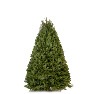 Douglas Fir - 6/7ft