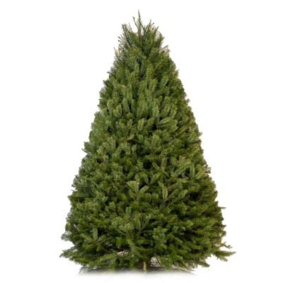 Douglas Fir - 7/8ft