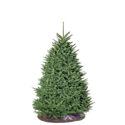 Noble Fir - 6/7ft