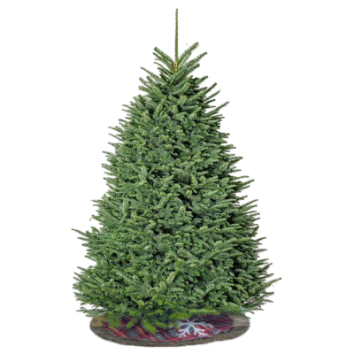 Noble Fir - 7/8ft