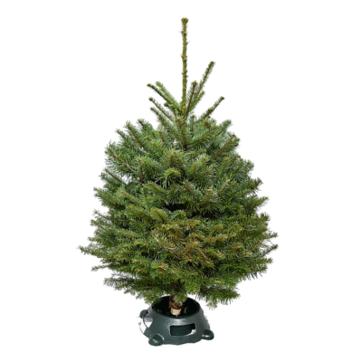 Noble Fir - Table Top